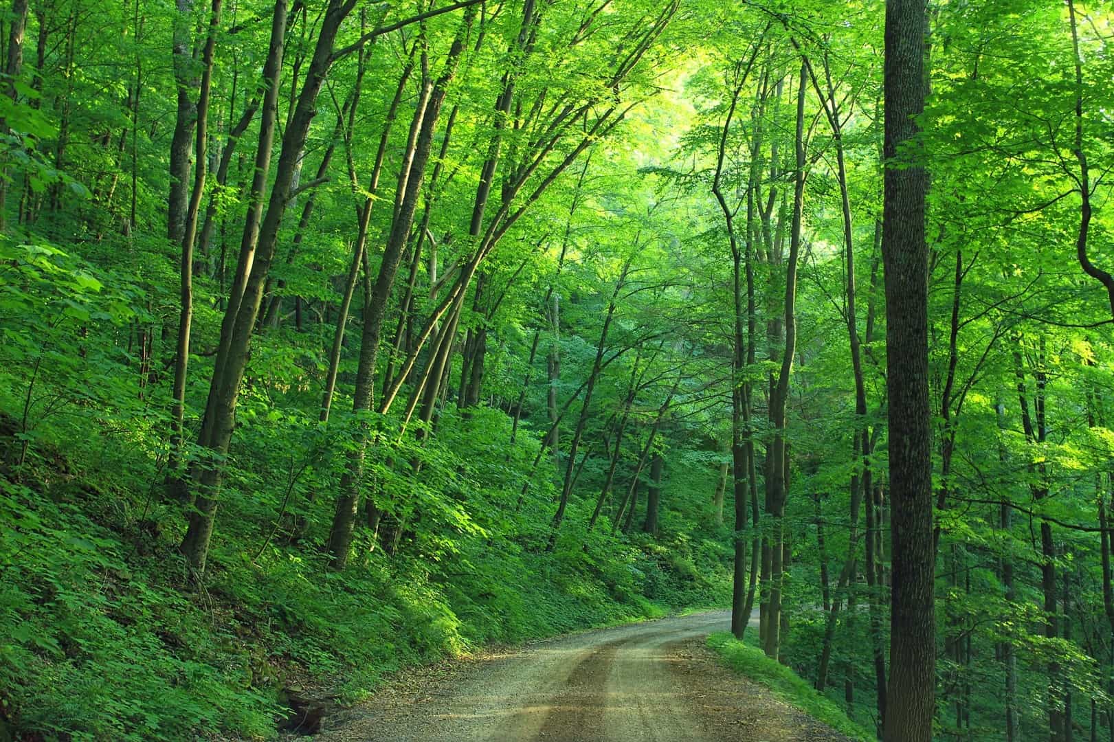 EcoScape Services